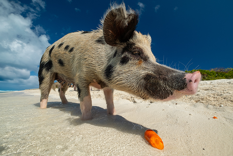 Schmackofatzo.de_Exumas_Swimming_Pigs_Staniel_Cay